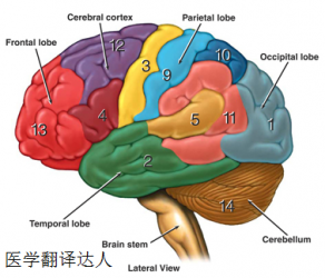 医学翻译——拾遗之解剖学（anatomy）