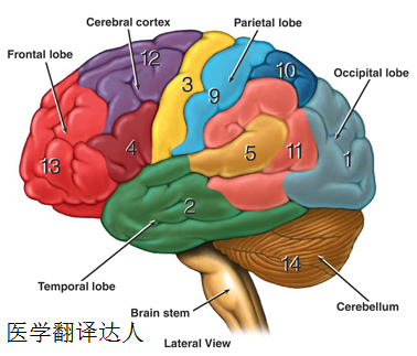 医学翻译——拾遗之解剖学（anatomy）.png